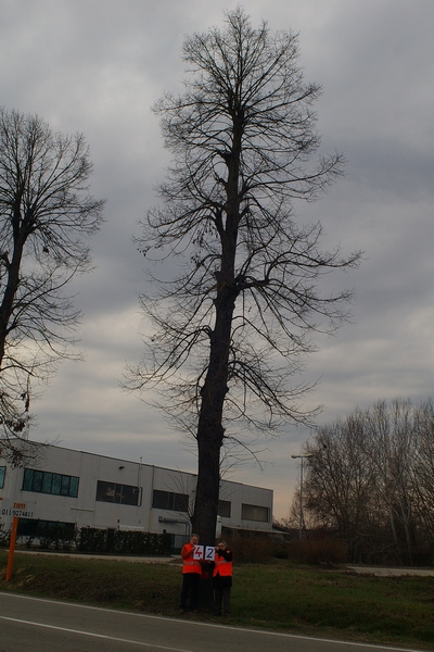 censimento fotografico degli alberi presenti lungo l ex strada statale SS 10 nel comune di Baldichieri.   