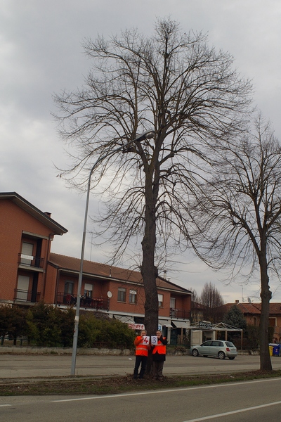 censimento fotografico degli alberi presenti lungo l ex strada statale SS 10 nel comune di Baldichieri.   