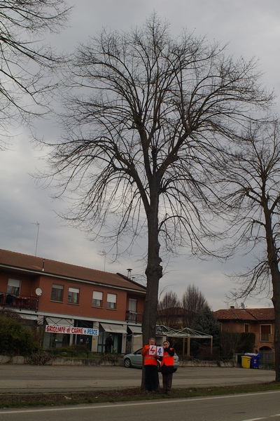 censimento fotografico degli alberi presenti lungo l ex strada statale SS 10 nel comune di Baldichieri.   