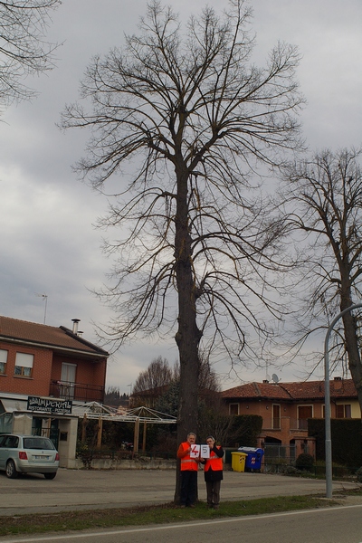 censimento fotografico degli alberi presenti lungo l ex strada statale SS 10 nel comune di Baldichieri.   