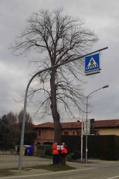 censimento fotografico degli alberi presenti lungo l ex strada statale SS 10 nel comune di Baldichieri.   