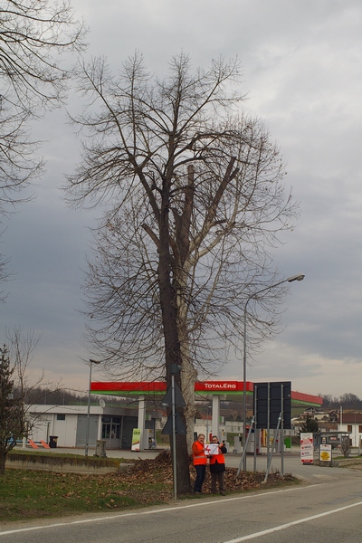 censimento fotografico degli alberi presenti lungo l ex strada statale SS 10 nel comune di Baldichieri.   