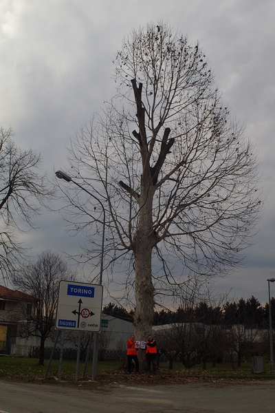 censimento fotografico degli alberi presenti lungo l ex strada statale SS 10 nel comune di Baldichieri.   