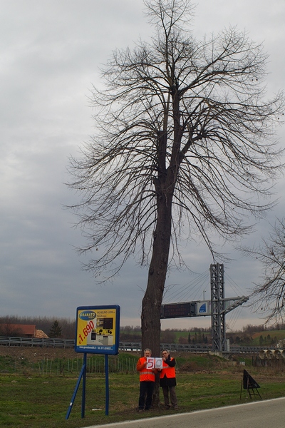 censimento fotografico degli alberi presenti lungo l ex strada statale SS 10 nel comune di Baldichieri.   