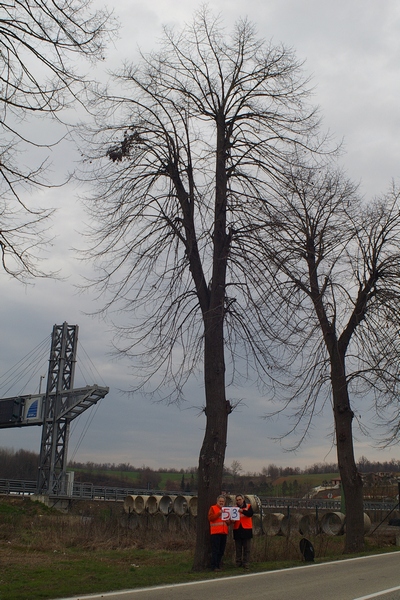 censimento fotografico degli alberi presenti lungo l ex strada statale SS 10 nel comune di Baldichieri.   