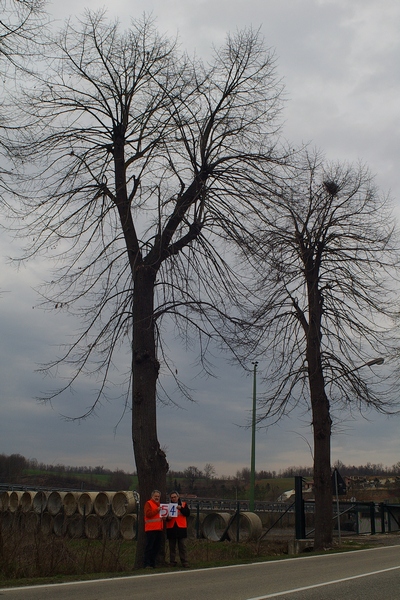 censimento fotografico degli alberi presenti lungo l ex strada statale SS 10 nel comune di Baldichieri.   