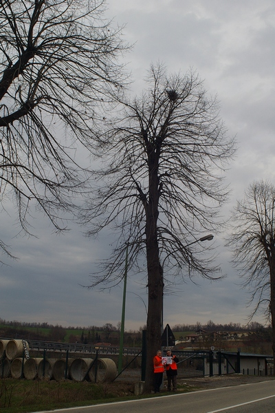 censimento fotografico degli alberi presenti lungo l ex strada statale SS 10 nel comune di Baldichieri.   