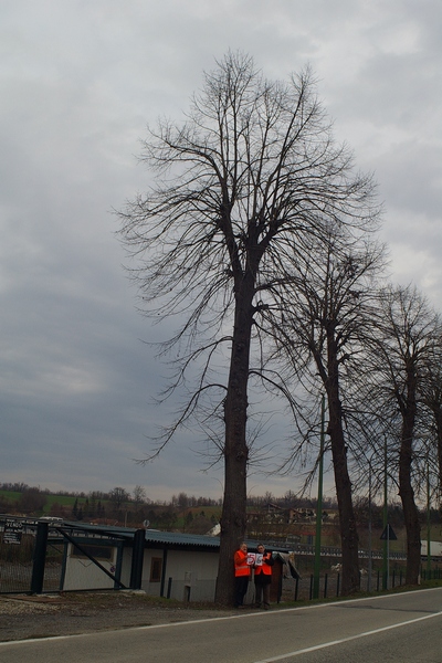 censimento fotografico degli alberi presenti lungo l ex strada statale SS 10 nel comune di Baldichieri.   