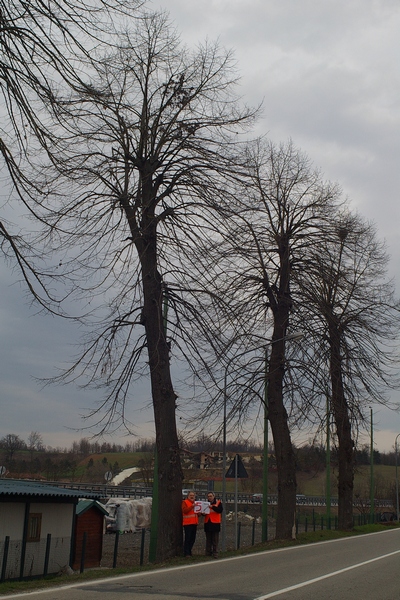 censimento fotografico degli alberi presenti lungo l ex strada statale SS 10 nel comune di Baldichieri.   