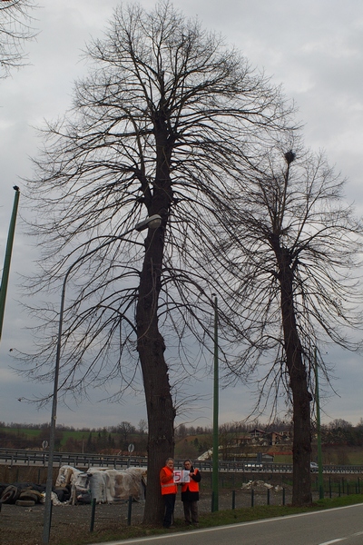 censimento fotografico degli alberi presenti lungo l ex strada statale SS 10 nel comune di Baldichieri.   