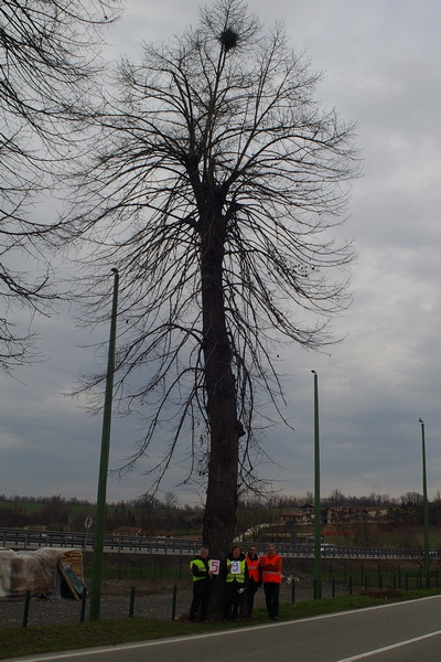 censimento fotografico degli alberi presenti lungo l ex strada statale SS 10 nel comune di Baldichieri.   