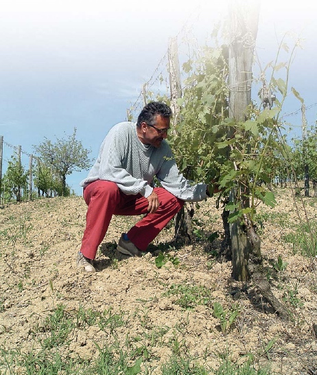 Foto del coltivatore Mimmo Capello nel vigneto di proprietà a Roatto.