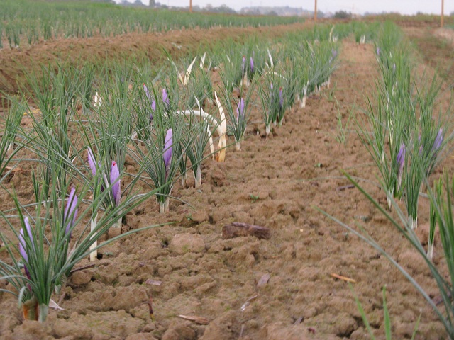 Campo di Zafferano coltivato da Paolo Corda a Villafranca d Asti.