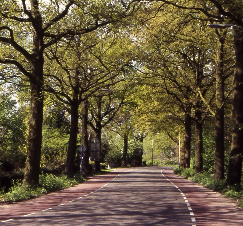 Pregevolissimo esempio di viale alberato di querce a Wageningen in Olanda, purtroppo assente dai modelli di gestione della viabilità stradale italiana.