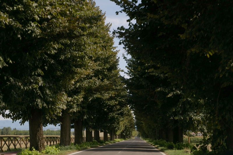 Pregevolissimo esempio di viale alberato doppio di tigli (Tilia cordata) lungo la strada che da Sale conduce all abitato di Alluvioni Cambiò.