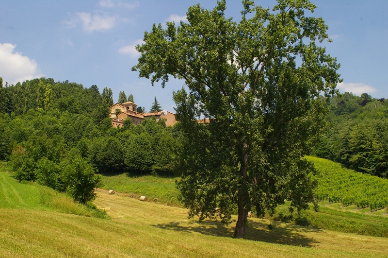 Esemplare arboreo monumentale di Pioppo presente nei campi circostanti la Canonica di Santa Maria di Vezzolano.