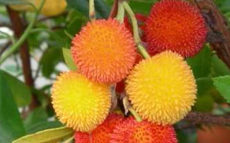 Convegno su "Innovazione e qualificazione dei prodotti per la valorizzazione della floricoltura toscana e la rinaturalizzazione di aree antropizzate"