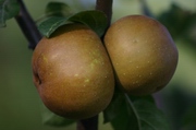 Pom Arnent (Frutteto di Vezzolano)