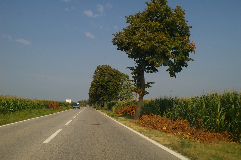 Veduta di alcuni dei Tigli abbattuti lungo la ex SS 10 (Padana inferiore) nel tratto tra Villanova d Asti e Dusino San Michele.