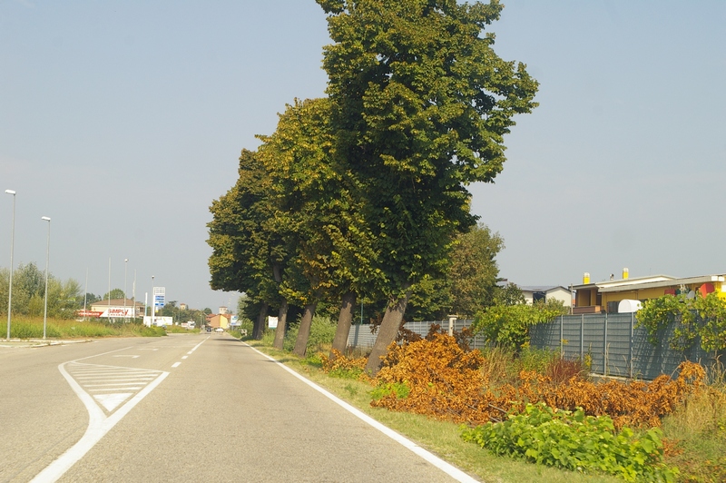 Veduta di alcuni dei Tigli abbattuti lungo la ex SS 10 (Padana inferiore) nel tratto tra Villanova d Asti e Dusino San Michele.