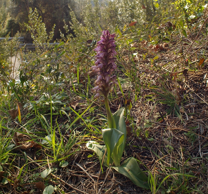 Bella infiorescenza di un orchidea spontanea.