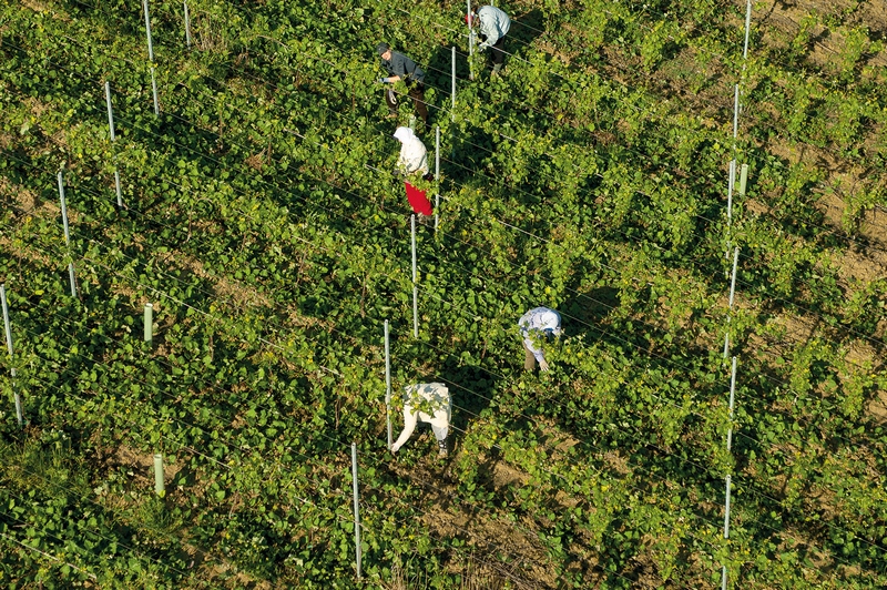 Veduta aerea degli straordinari paesaggi viticoli di Langhe, Monferrato e Roero negli scatti artistici del fotografo Fabio Polosa.