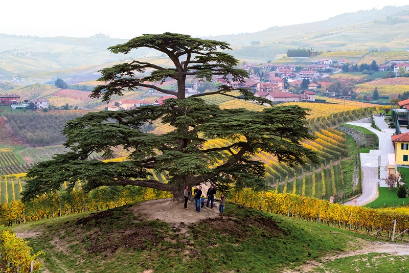 Veduta aerea degli straordinari paesaggi viticoli di Langhe, Monferrato e Roero negli scatti artistici del fotografo Fabio Polosa.