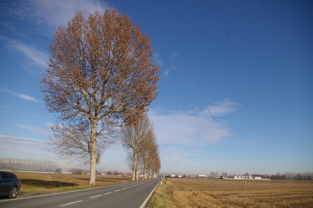 Straordinario viale alberato di platani caratterizzanti la strada Poirno - Carmagnola