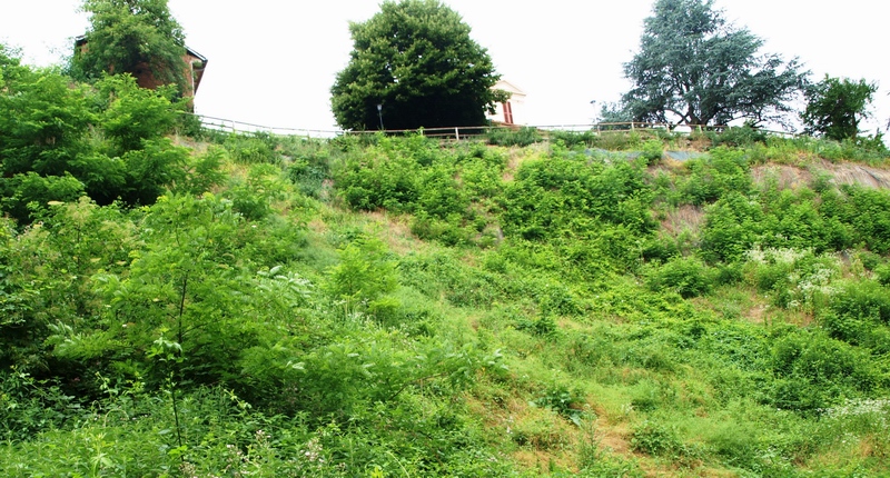 Veduta del sito a Revignano d Asti - Località Casarotto interessato dal vasto fenomeno franoso e messo in sicurezza con l ausilio delle tecniche dell Ingegneria naturalistica ) [Foto di Vittorio Fiore].