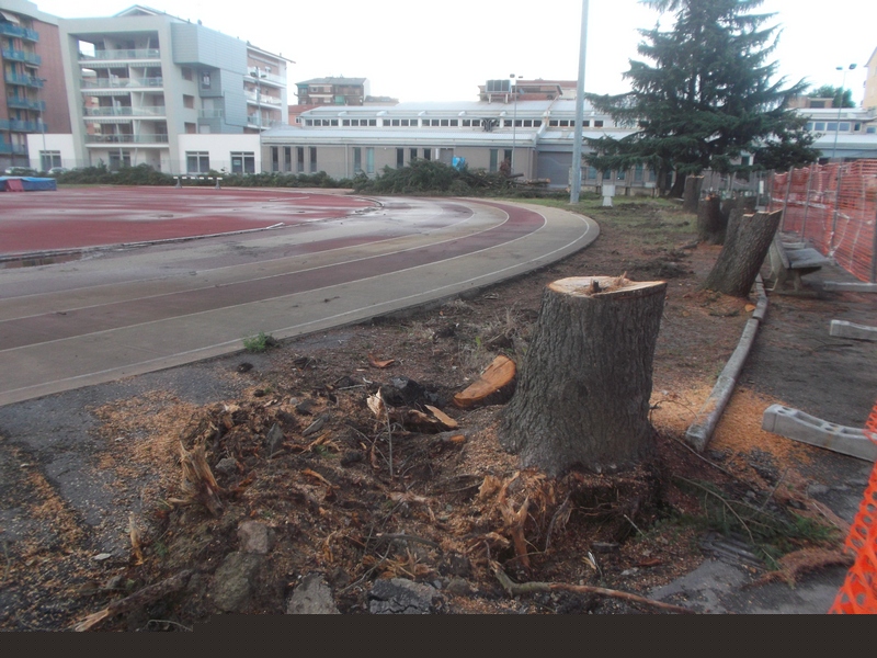Veduta dei trochi degli alberi abbattuti lungo la Pista ciclabile del Palazzetto dello Sport di Asti.