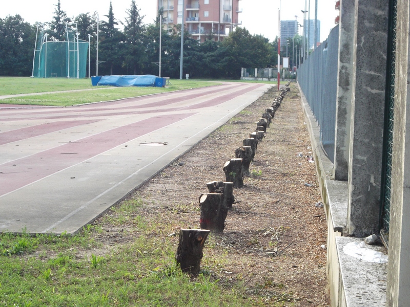 Veduta degli ottanta carpini tagliati a 30 centimetri da perra a fine luglio.