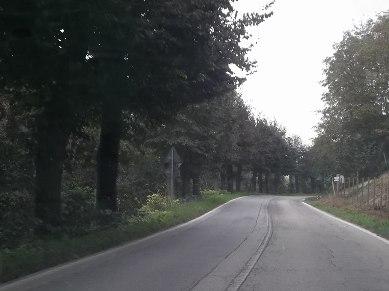 Veduta del viale di tigli di accesso al paese di Portacomaro, oggetto della Raccolta fondi per poter procedere con la sostituzione degli esemplari abbattuti, in quanto instabili e pericolosi.