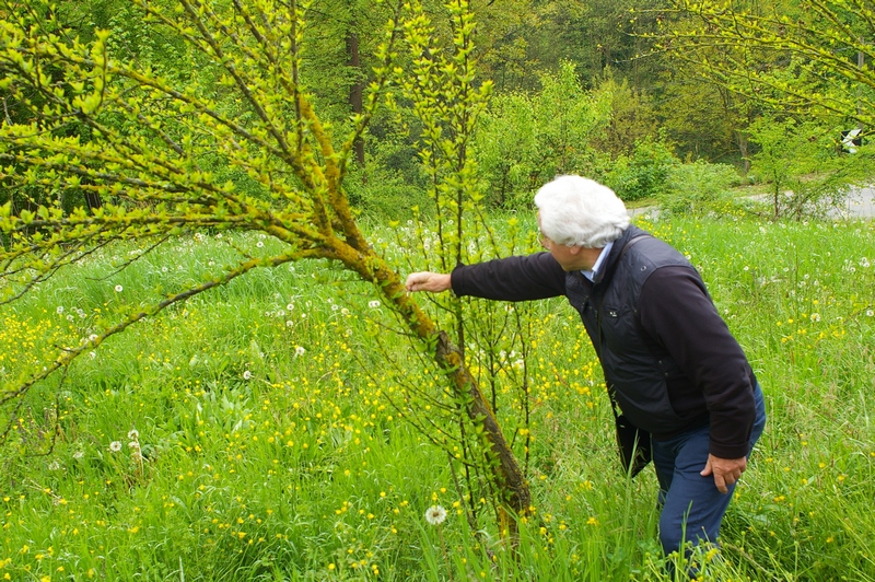 Momento di approfondimento sul tema dei licheni particolarmente abbondanti sulle cortecce degli alberi di Cantarana, quali indicatori di una buona qualità ambientale.