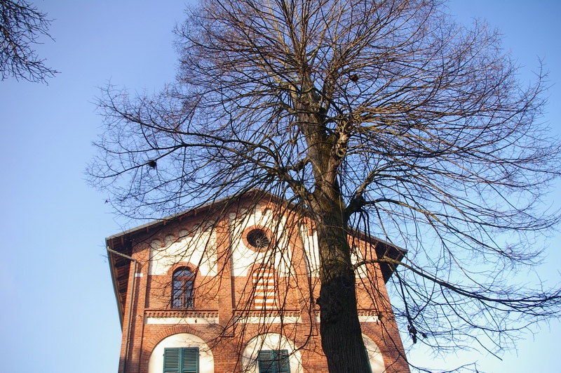 Veduta di un bellissimo esemplare di tiglio presente nella piazza principale di Montafia.