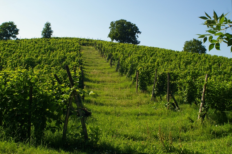Veduta dello straordinario paesaggio viticolo di Calosso riconosciuto dall