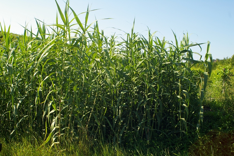 Veduta di un canneto di Arundo donax in Località Paludo.