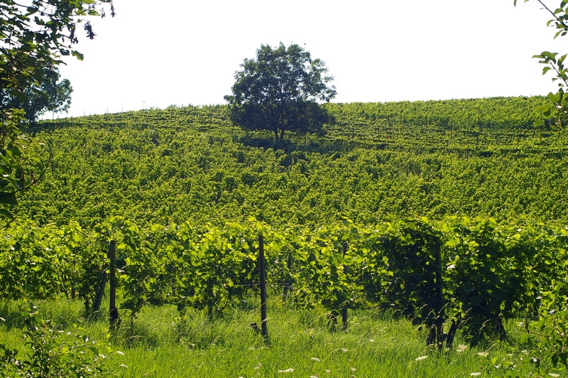 Vigneti in Località Paludo, facenti parte della buffer zone del territorio dichiarato dall UNESCO, Patrimonio dell Umanità.