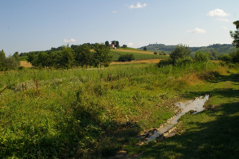 Terreni con evidenti ristagni idrici, anche nella stagione estiva, in Località Paludo del territorio di Calosso, Agliano Terme e Costigliole d Asti.