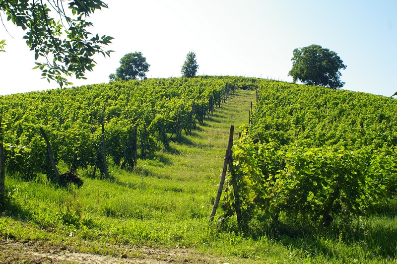 Vigneti in Località Paludo, facenti parte della buffer zone del territorio dichiarato dall UNESCO, Patrimonio dell Umanità.