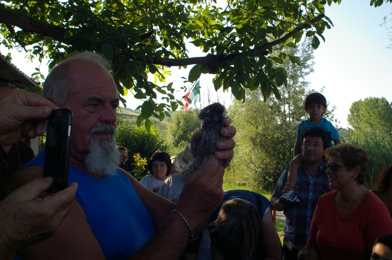 Avifauna (civetta) mostrata al pubblico da parte del Centro Recupero Fauna Selvatica della LIPU di Asti con breve descrizione degli animali rilasciati.