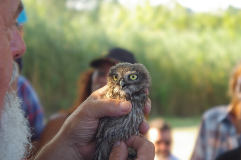  Avifauna (civetta) mostrata al pubblico da parte del Centro Recupero Fauna Selvatica della LIPU di Asti con breve descrizione degli animali rilasciati