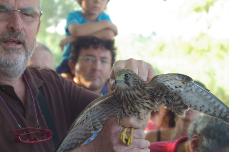  Avifauna mostrata al pubblico da parte del Centro Recupero Fauna Selvatica della LIPU di Asti con breve descrizione degli animali rilasciati