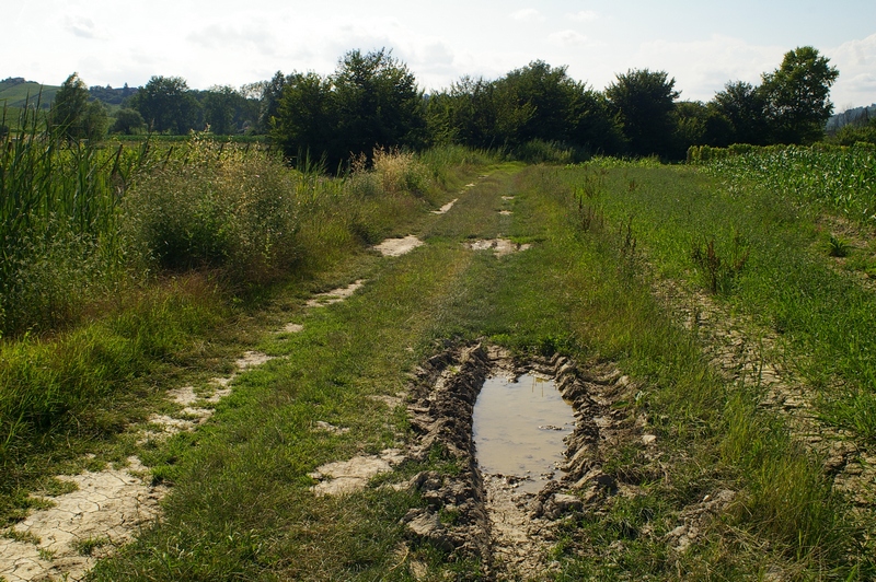 Terreni con evidenti ristagni idrici, anche nella stagione estiva, in Località Paludo del territorio di Calosso, Agliano Terme e Costigliole d Asti.