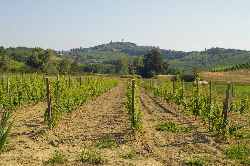 Vigneti in Località Paludo, facenti parte della buffer zone del territorio dichiarato dall UNESCO, Patrimonio dell Umanità.