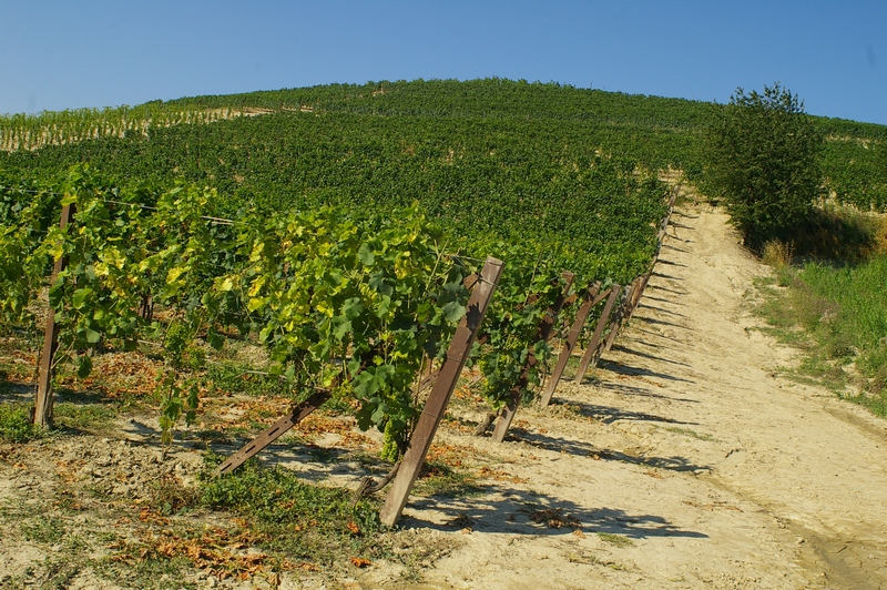 Vigneti in Località Paludo, facenti parte della buffer zone del territorio dichiarato dall UNESCO, Patrimonio dell Umanità.