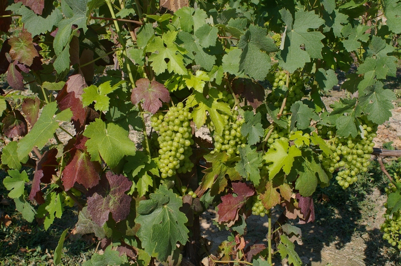 Numerosi grappoli in fase di maturazione sulle viti coltivate in Località Paludo.