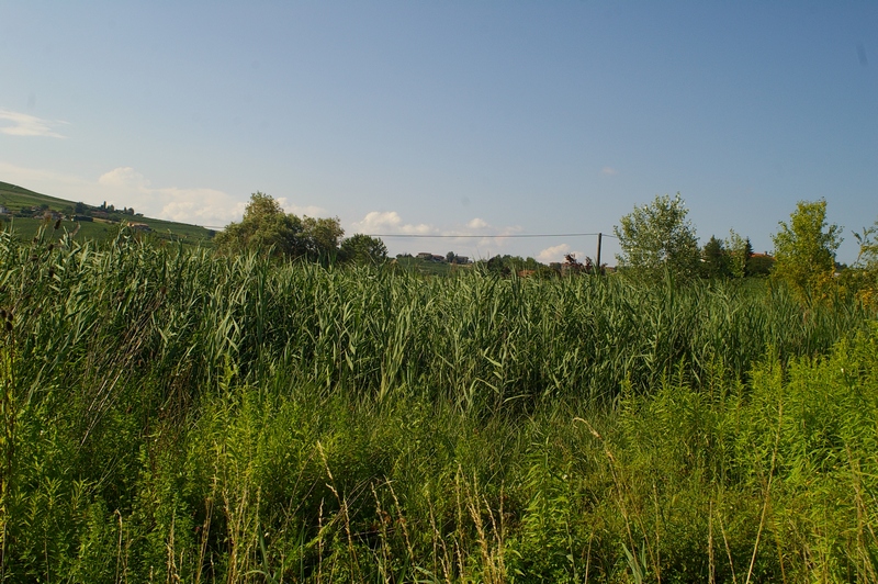 Canneti in zone acquitrinose, formati da cannucce d acqua (Phragmites australis) in località Paludo.