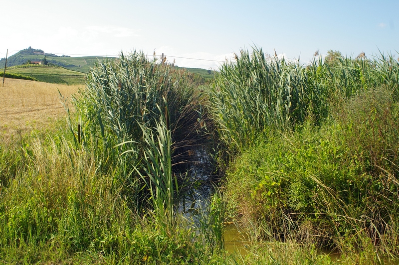 Canneti in zone acquitrinose, formati da cannucce d acqua (Phragmites australis) in località Paludo.