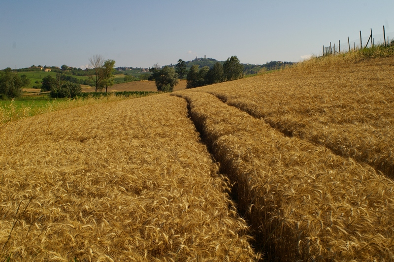  Campi di frumento pronti per la mietitura in Località Paludo.