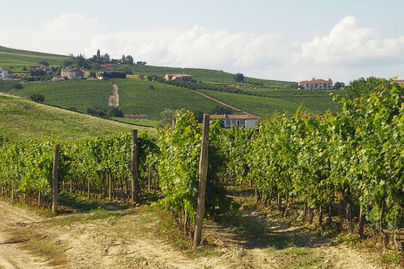 Vigneti in Località Paludo, facenti parte della buffer zone del territorio dichiarato dall UNESCO, Patrimonio dell Umanità.